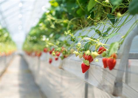 五條 市 イチゴ 狩り|Lip Berry Garden (リップベリーガーデン)〜幸せいちご園〜 いち .